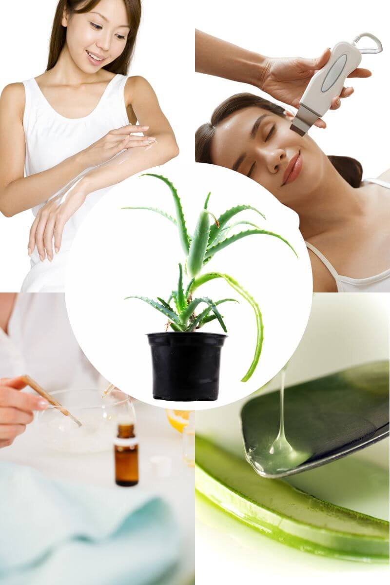 Aloe Vera Benefits