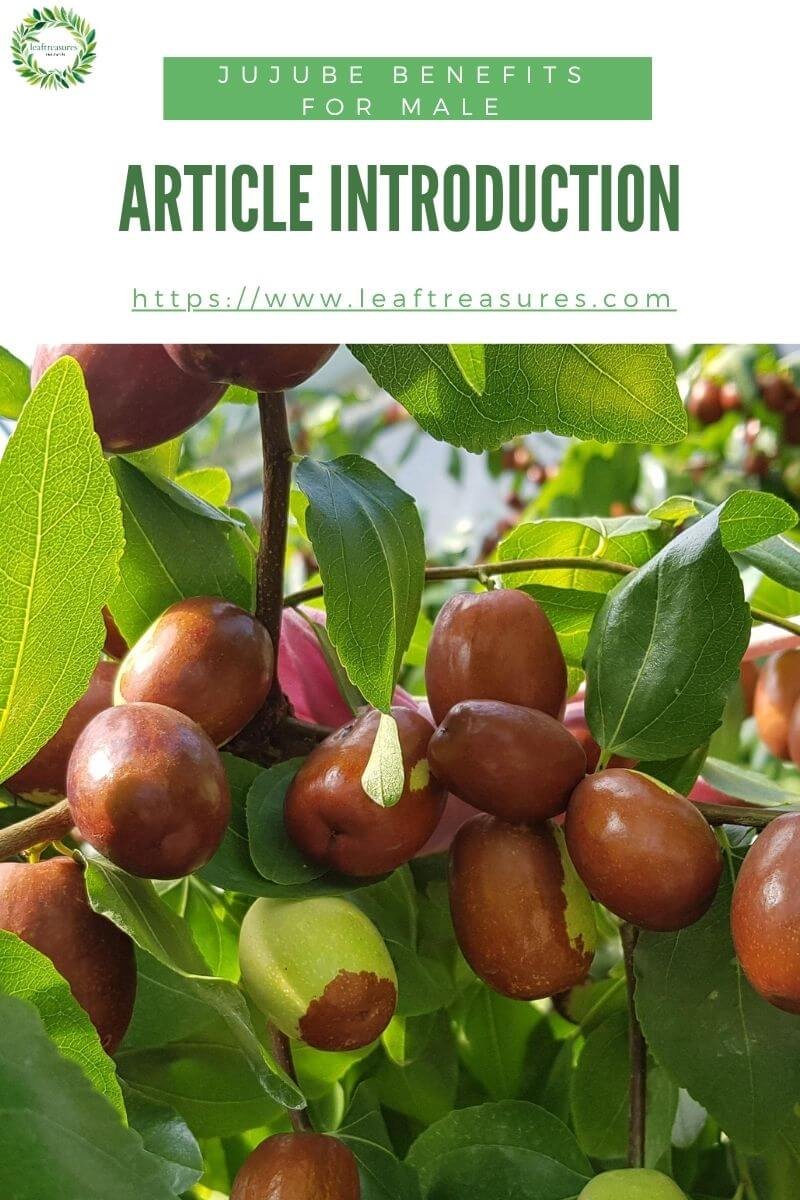 Jujube Benefits for Male