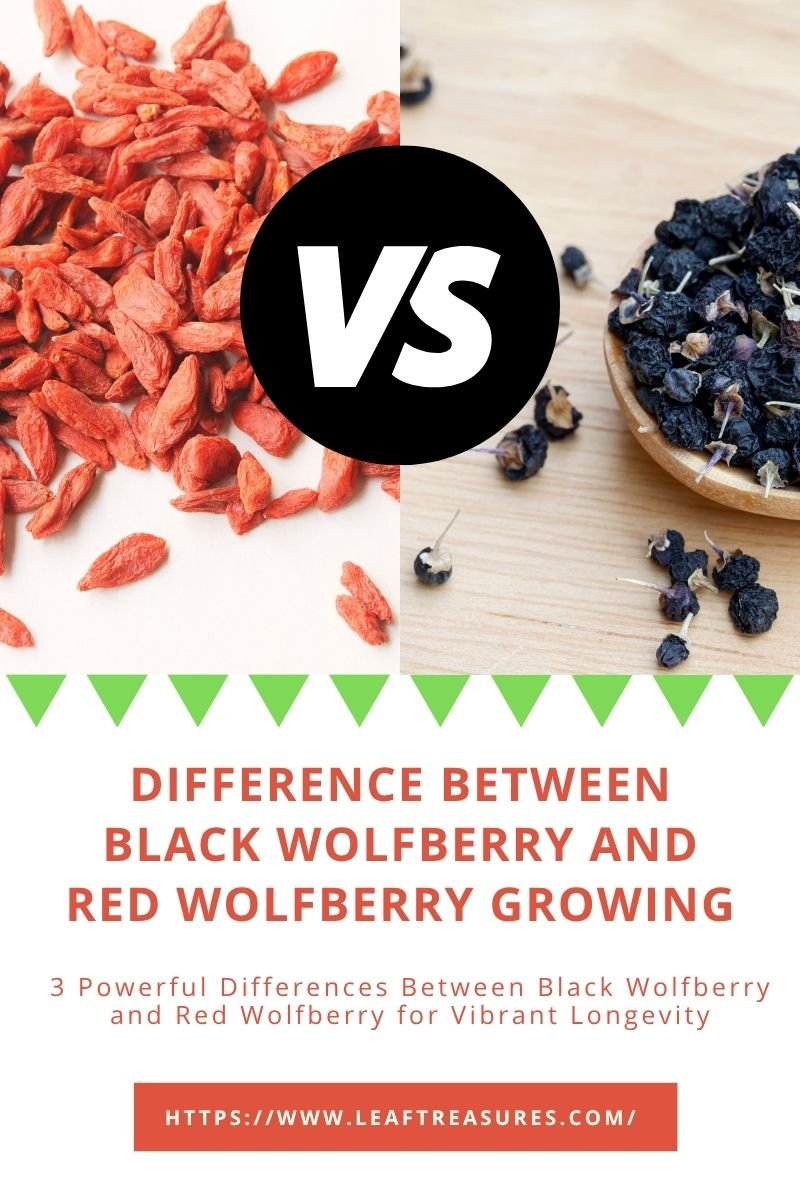 difference between black wolfberry and red wolfberry growing