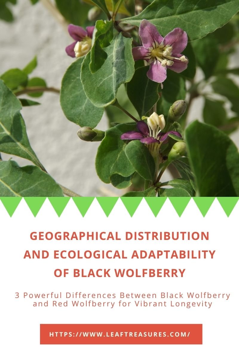 difference between black wolfberry and red wolfberry growing