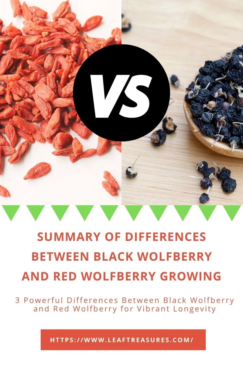 difference between black wolfberry and red wolfberry growing